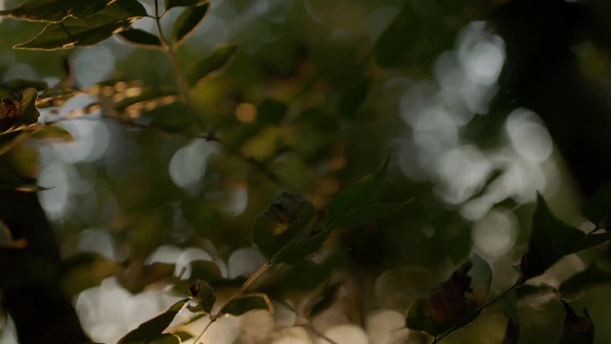 The small branches hang in front of the tree