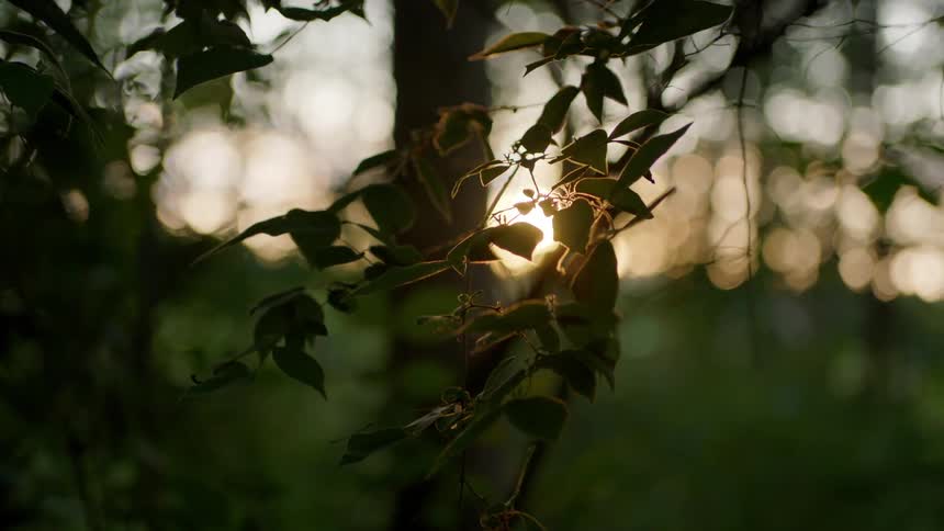 Close up of leaves on a tree branch