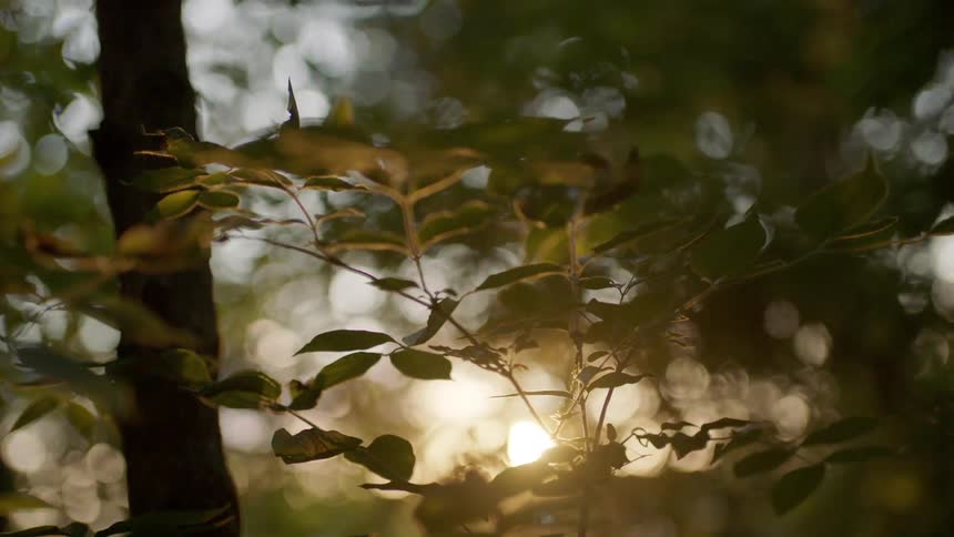 Sunlight shines behind tree branches in a forest