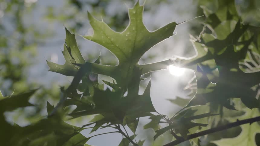 A tree with leaves and branches with the sky and the sun in the background