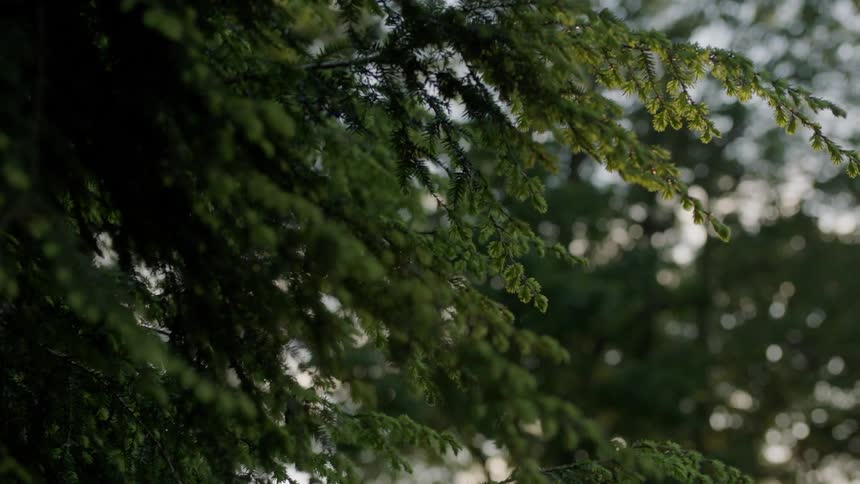 Sunlight peaks through a dense tree