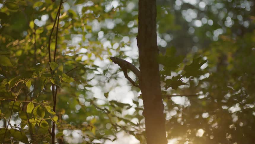 Leaves grow on a narrow tree in the forest