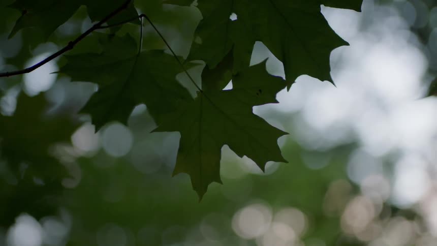 Green leaves grow on a tree branch
