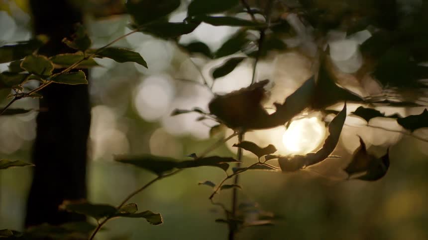 Close up of branches and leaves with sunlight filtering through at sunset