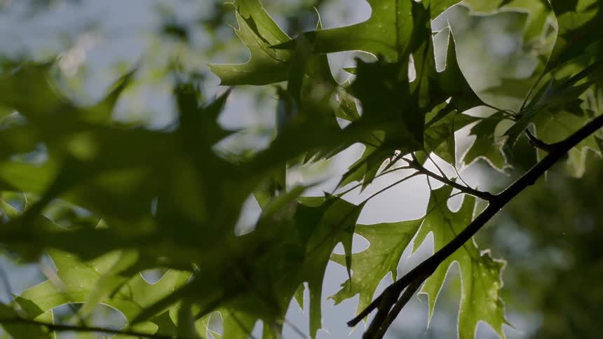 The sunlight shines on the green leaves of a tree