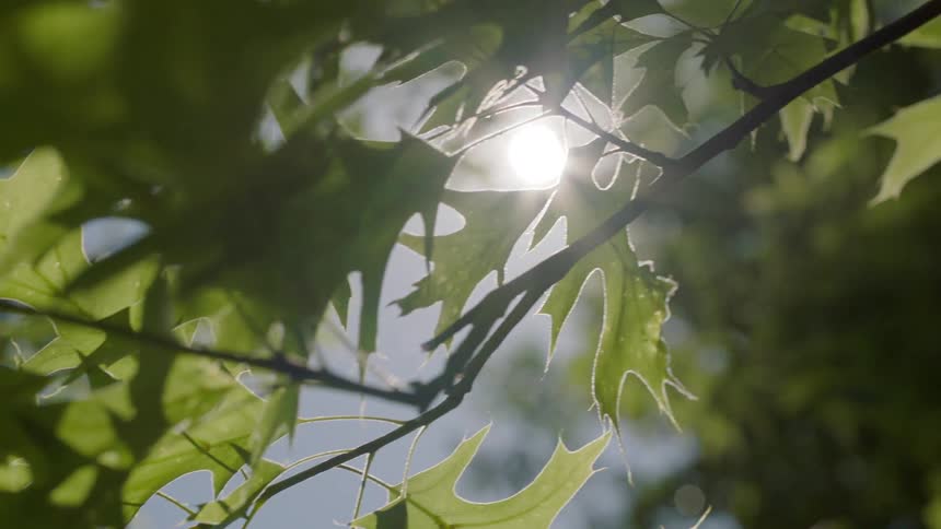 A closeup view of a tree is displayed