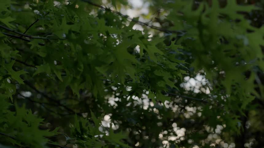Leaves of maple trees in the forest