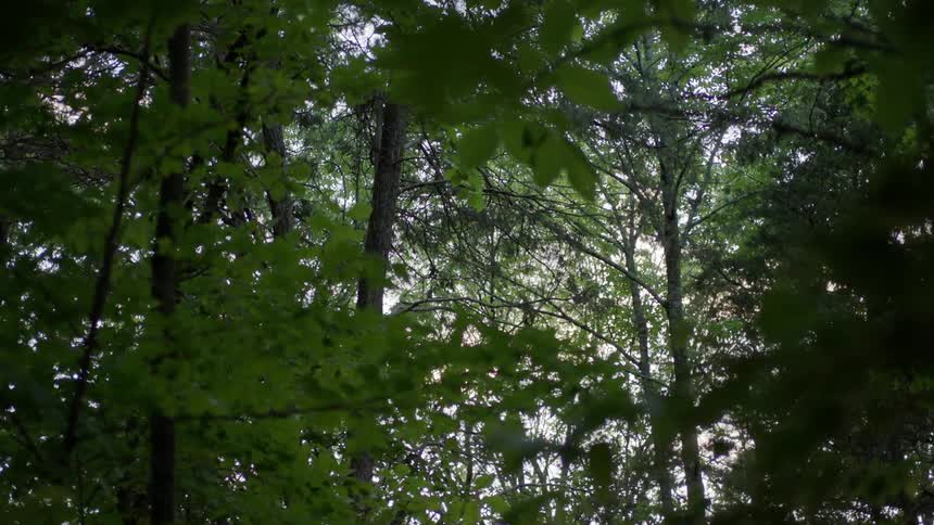 A close up of trees is displayed in the woods