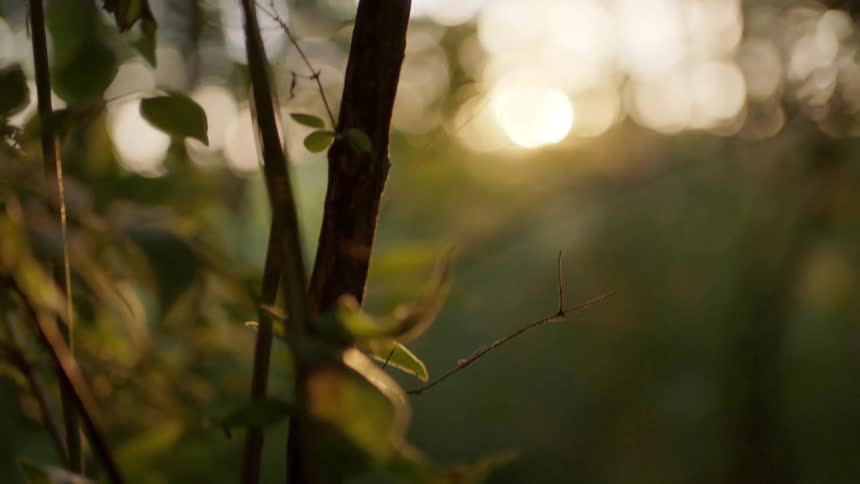 The sun is rising over the forest