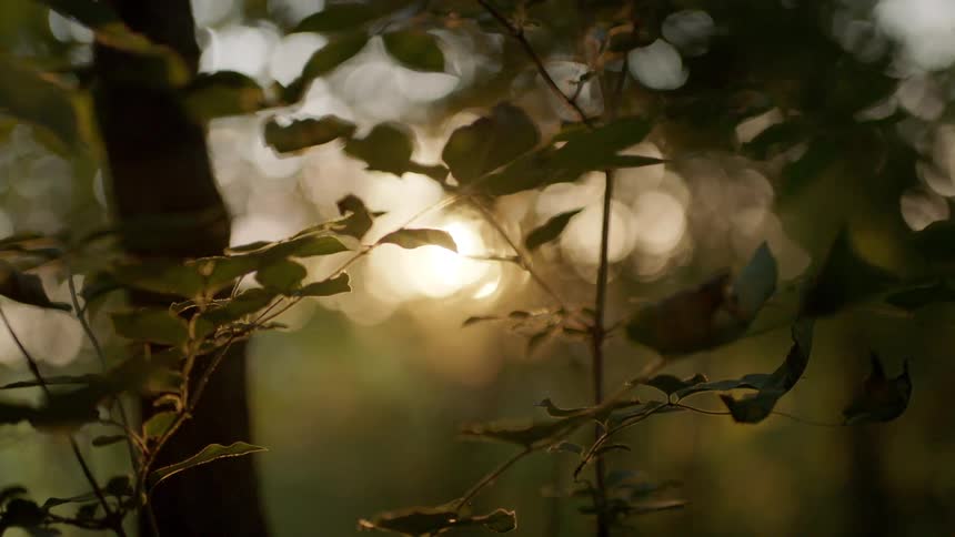 The sun is setting in a forest area