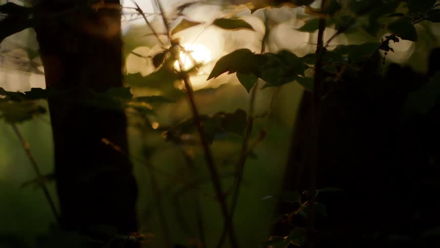 The sun shining through trees in a forest