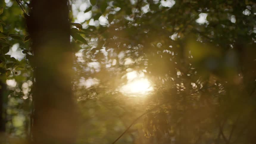 A close up of trees are displayed in a forest