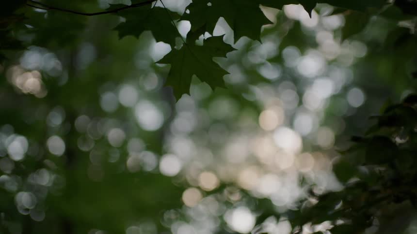 Maple leavesgently sway in the wind at dusk
