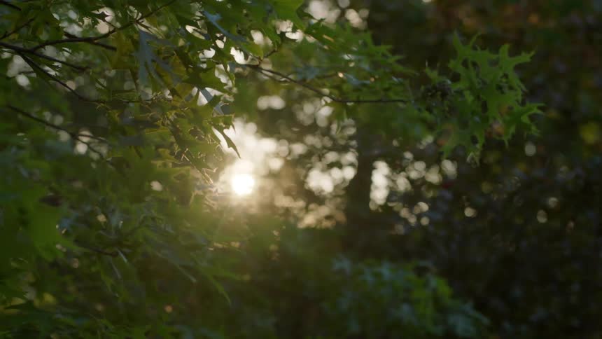 The sun shining through trees and a focus on the leaves close up