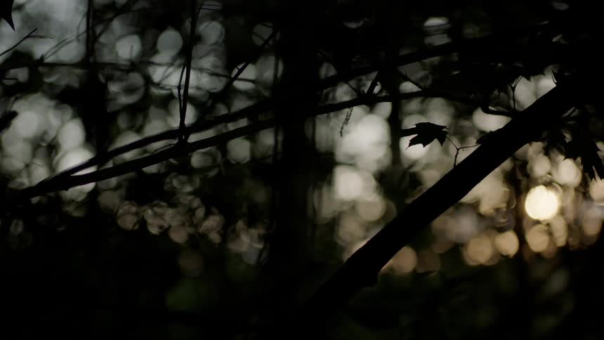 The sun sets on the dark forest