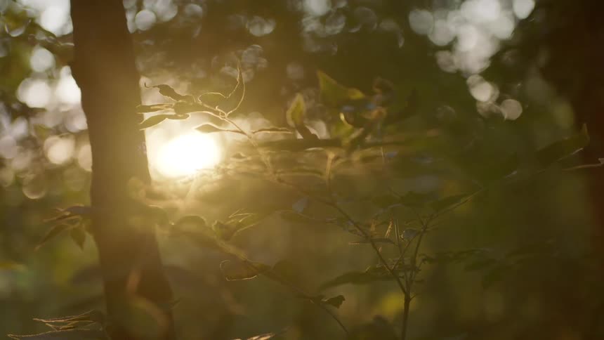 Close up of branches and leaves with sunlight filtering through trees at sunset