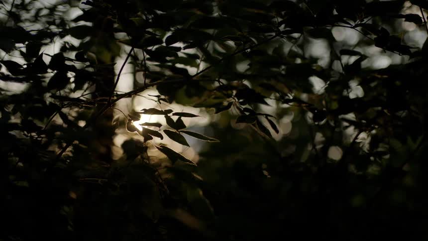Trees with dense leaves fill a forest