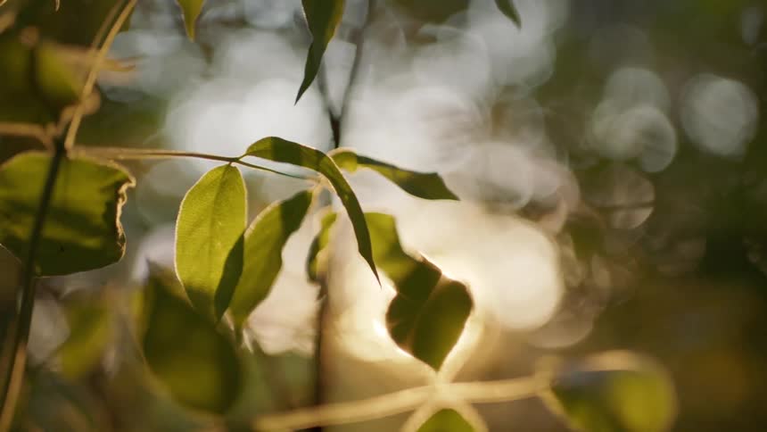 Sunlight shines on green leaves on a tree branch