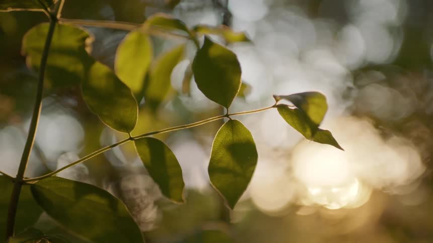 Sunlight shines on green leaves on a tree branch