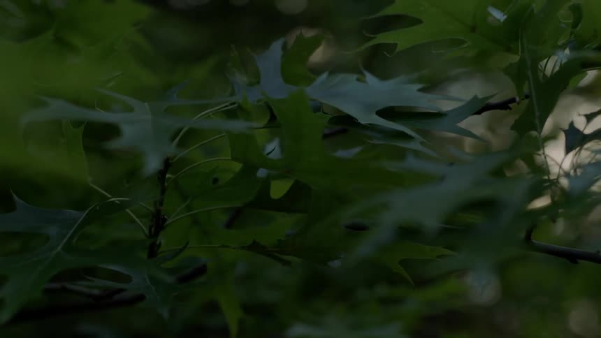 Green leaves grow on a tree branch