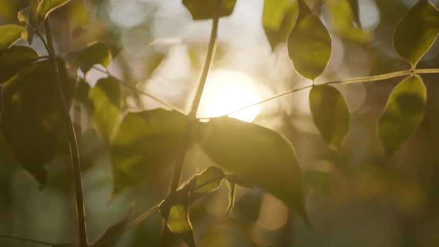 The sun shining down on a branch with leaves