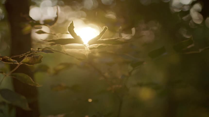 Branches of a tree sit under the sunlight