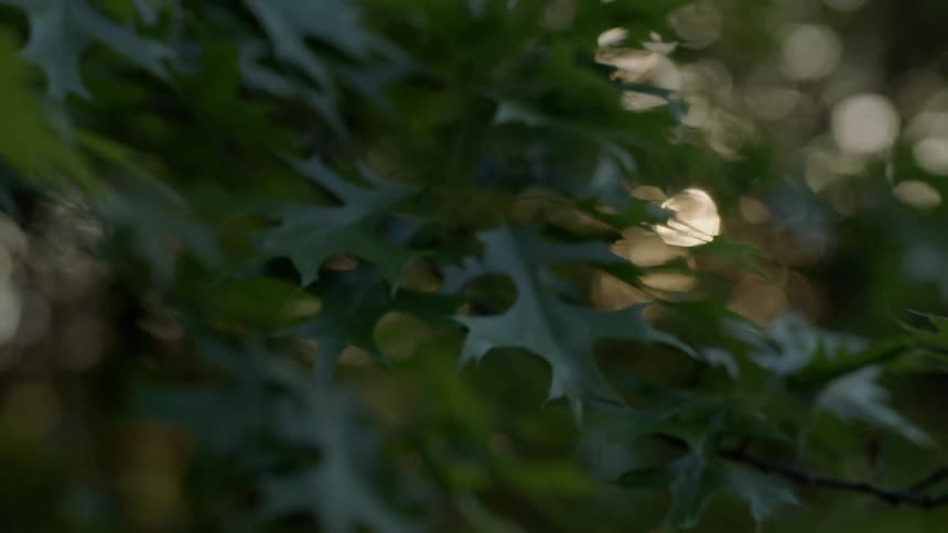 Close up of green leaves on a tree at sunset