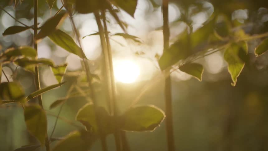 Close up of branches and leaves with sunlight filtering through the trees at sunset