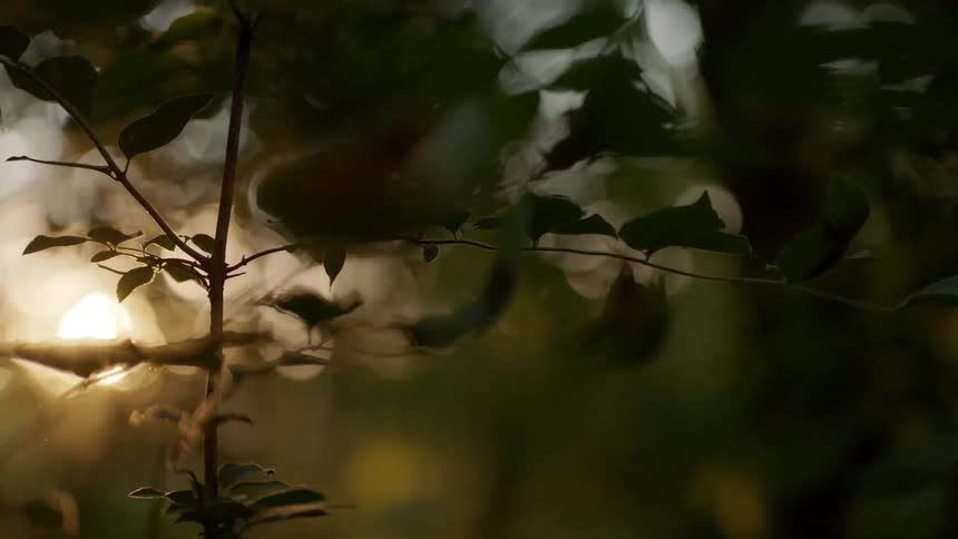 The setting sun is visible through the branches and leaves of a young tree in the forest