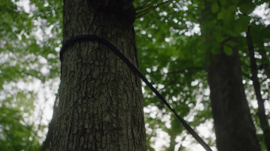 A teenager throws a black rope up a tree to prepare to climb it