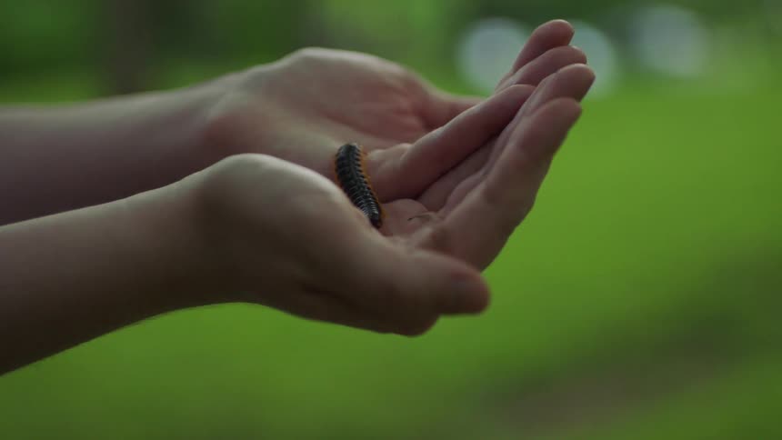 Person lets a centipede walk over his hands in a forest