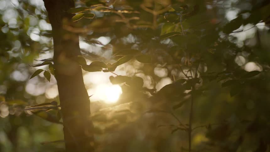 The sun is rising near the forest