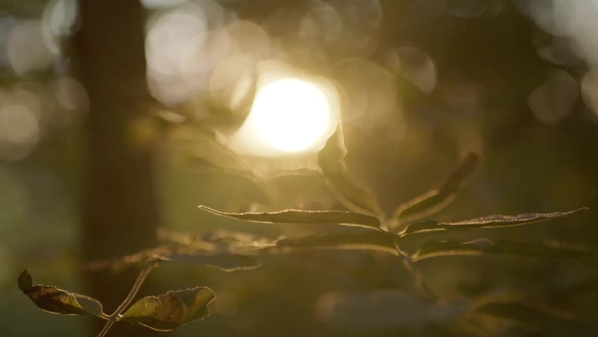 Sunlight filtering through the leaves and branches on a forest at sunset