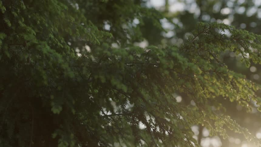 The sun is setting among the trees in the forest