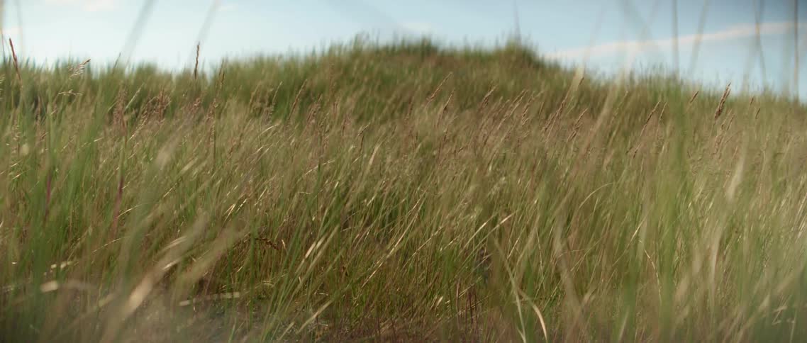 Tall grass waves in a field on a sunny day