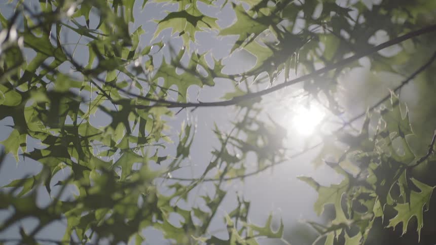 Trees with lush dense leaves fill a forest