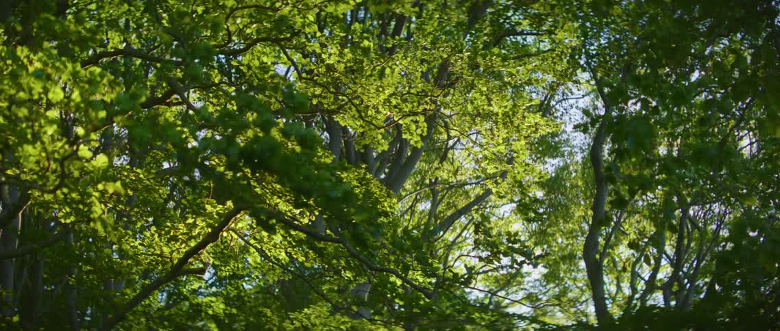 Tree branches waving in the wind on a clear day