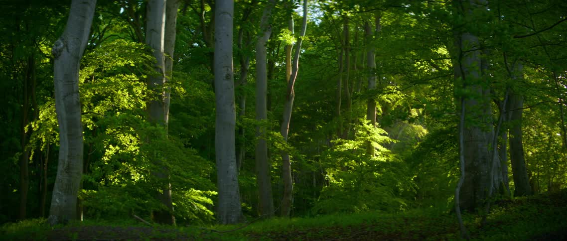 The breeze blows through a dense forest