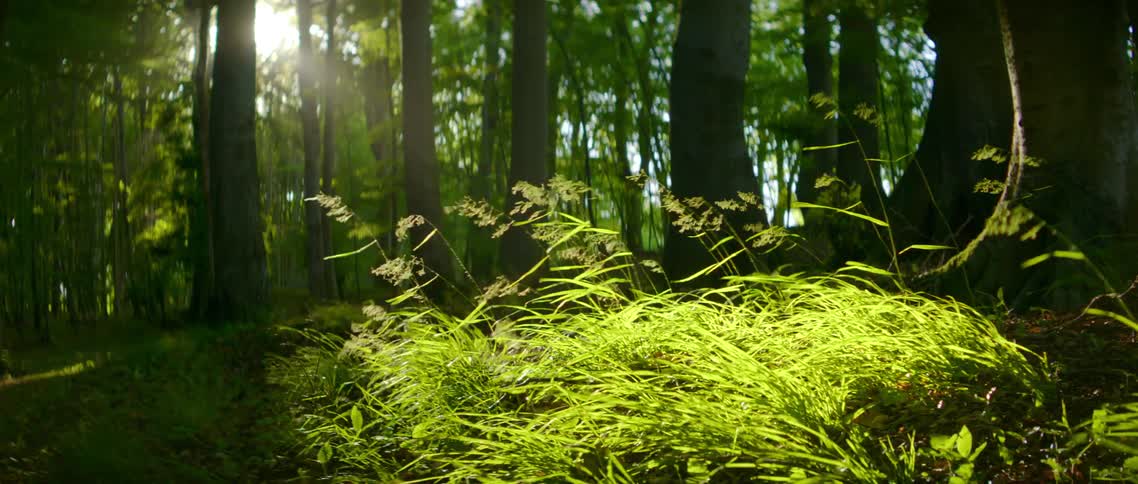 Trees and grass sway in the wind as the sun shines through in the forest