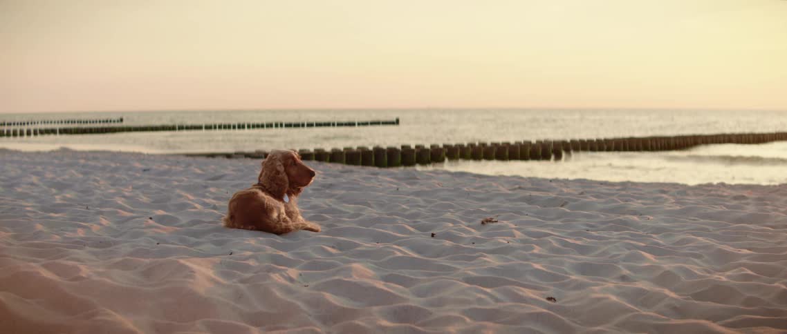 A dog relaxes in the sands of a beach and looks out towards the horizon at sunrise