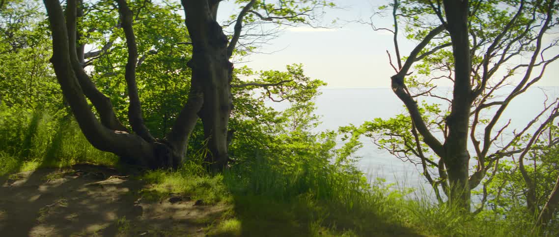 Dirt path passes trees and overlooks water and horizon