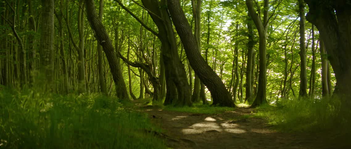 The sun shining through the trees in a forest with a path