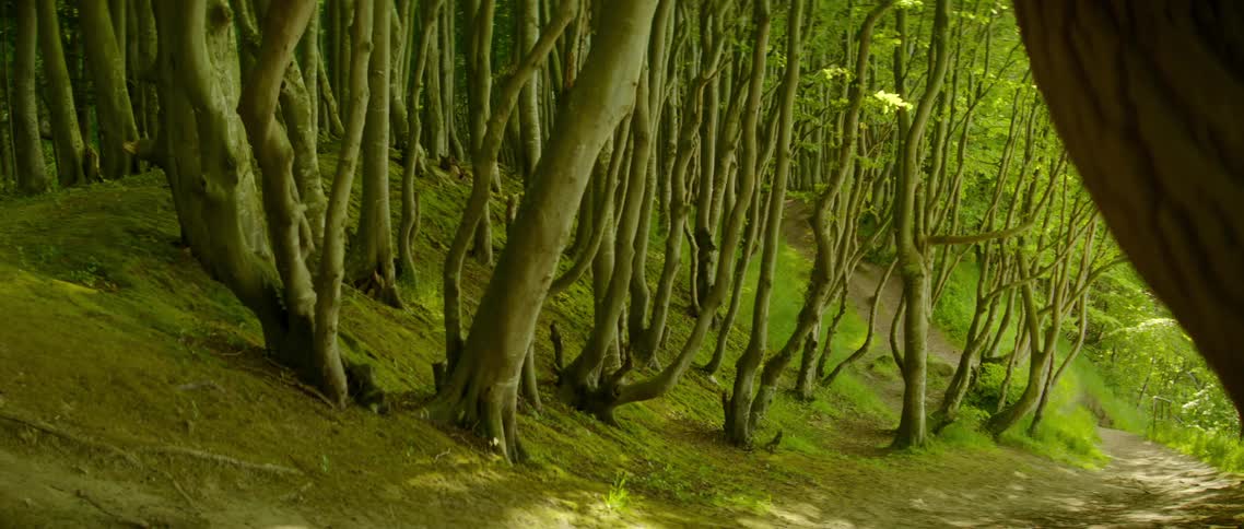 A grove of trees with gnarled trunks stand up from a subtle slope
