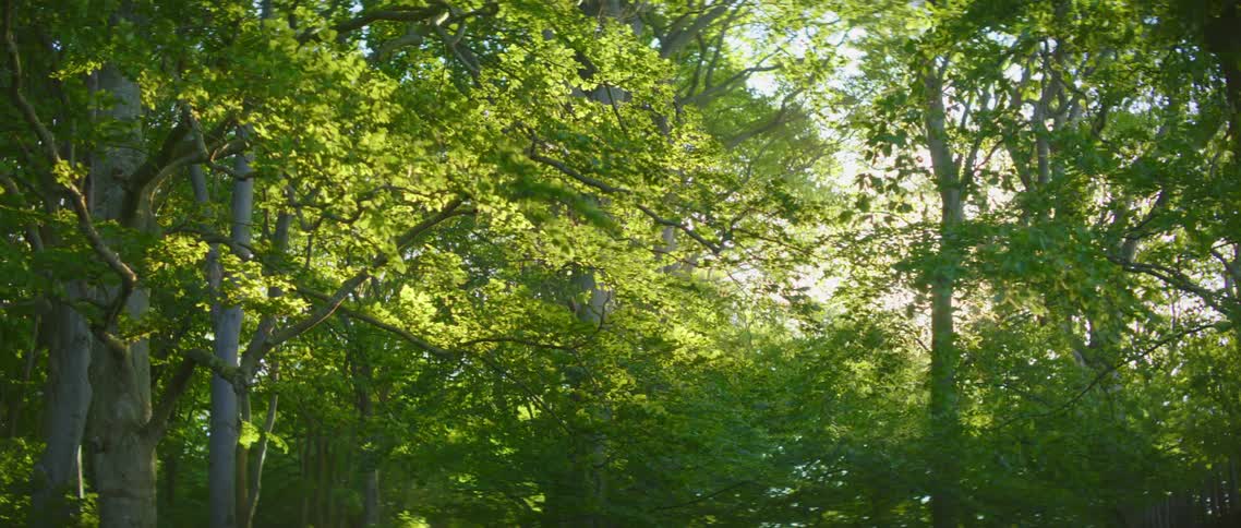 Leafy trees in the brisk breeze