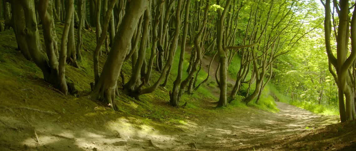 A grove of trees with gnarled trunks provide shade over a dirt trail