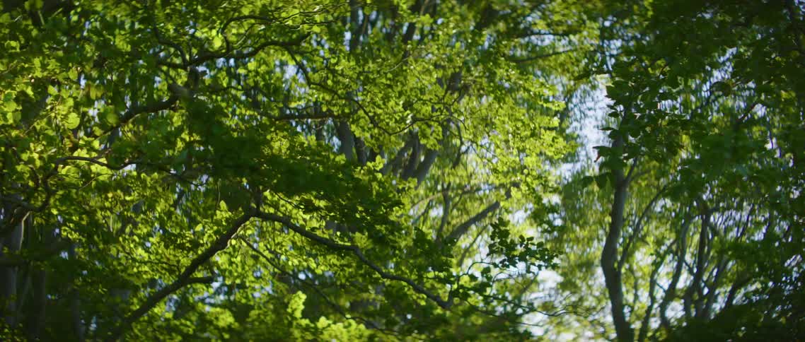 Tall green trees sway in the wind in the forest