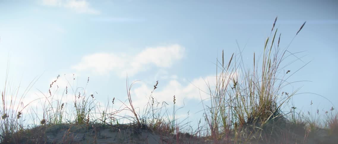 Landscape with tall grass in front of a blue sky with few clouds