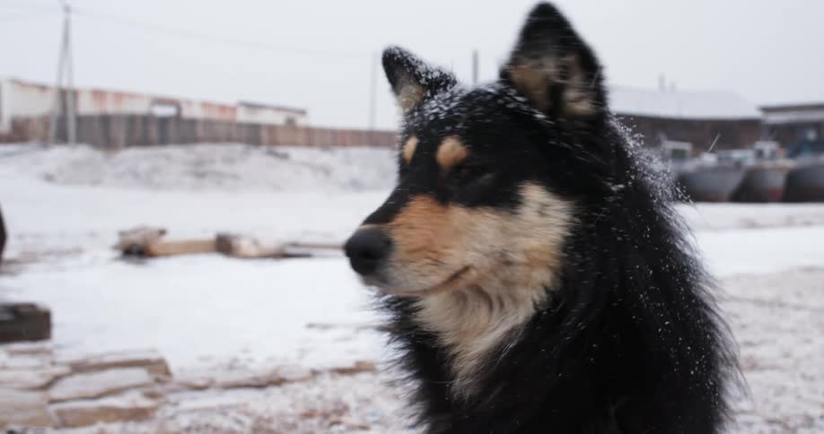 A dog sitting outdoors on a snowy day