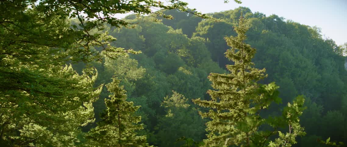 Wind blows through branches of tree backed by forest covered mountain