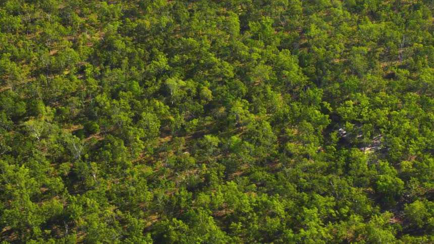 Aerial view of the dense green canopy of a forest
